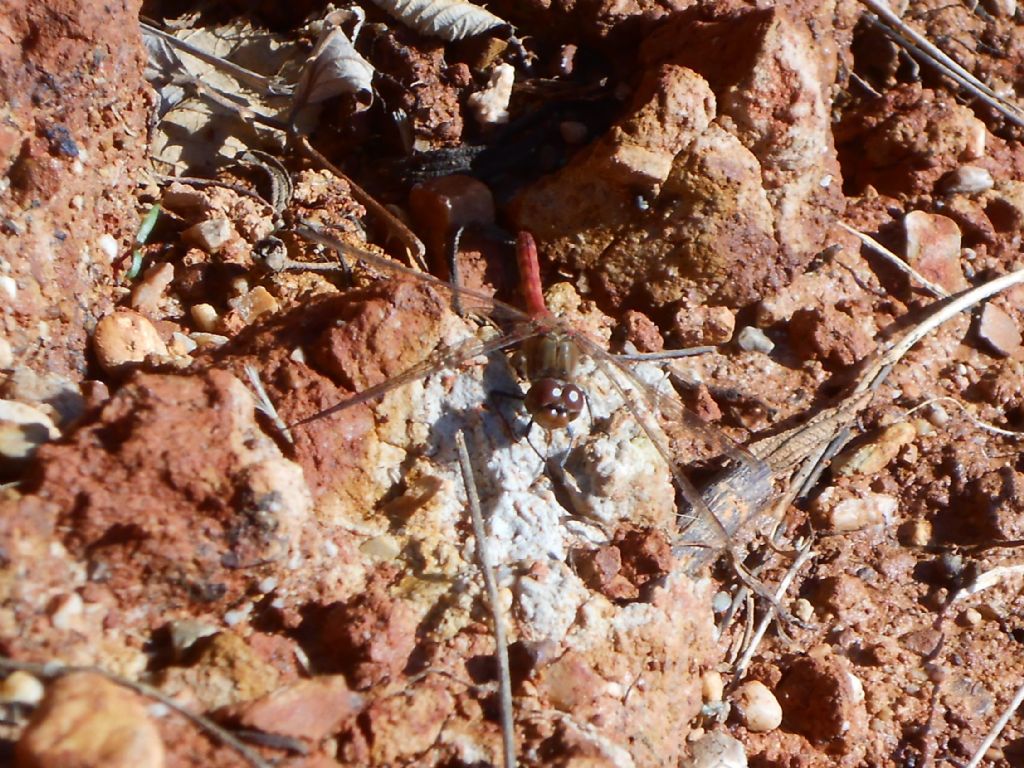 Sympetrum striolatum della befana